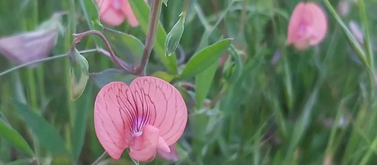 Marbled vetchling