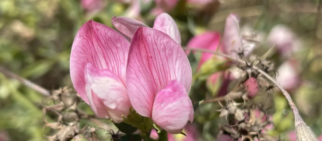Lotus gebelia