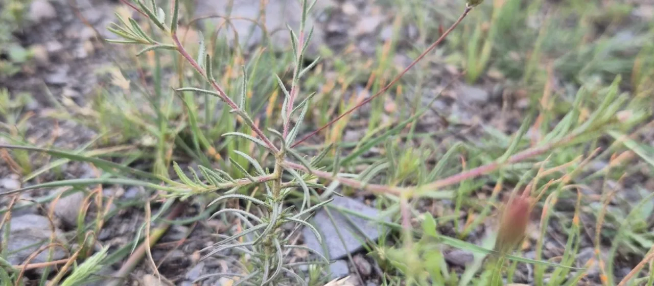 Leysera leyseroides