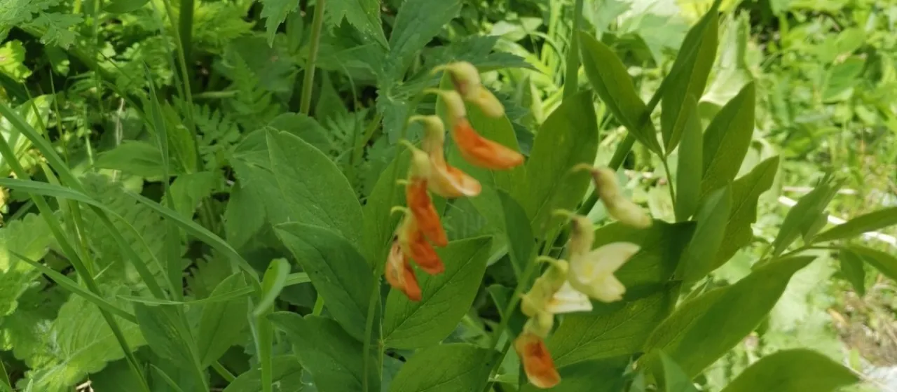 Subalpine vetchling