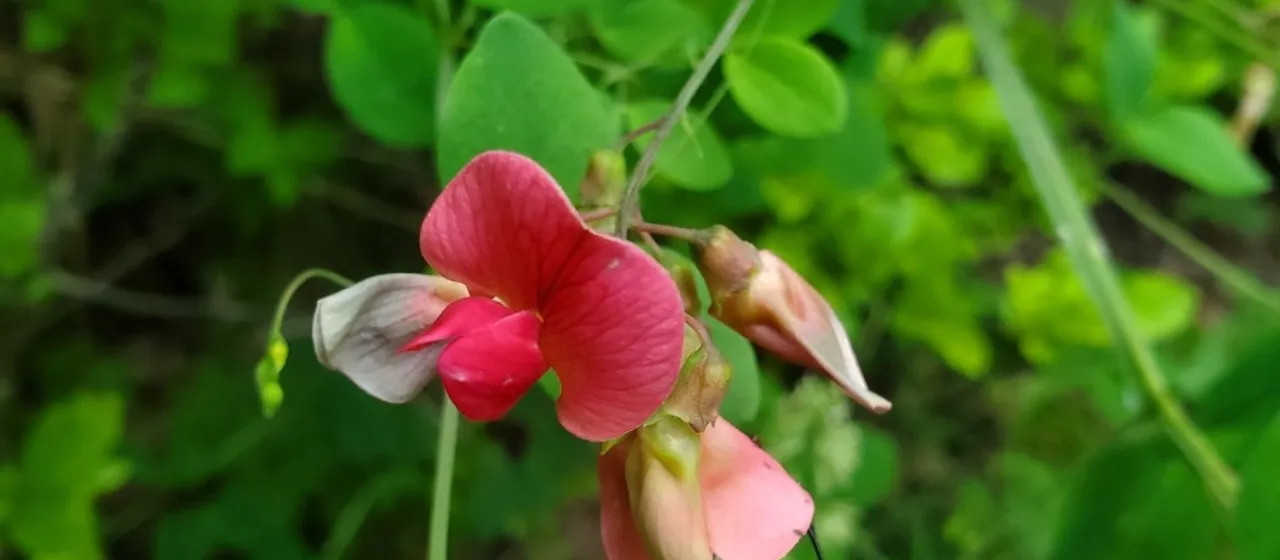 Perennial pea