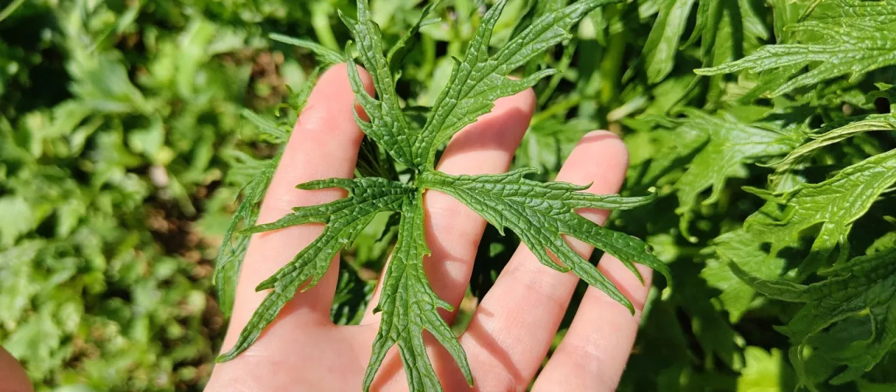 Glaucous motherwort