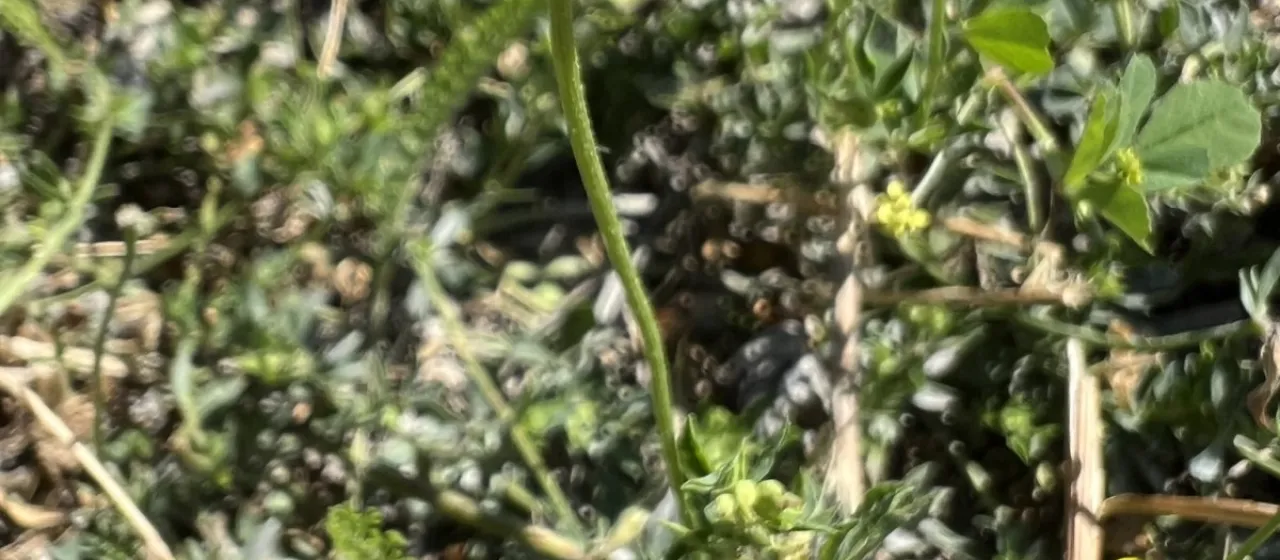 Lotus ucrainicus