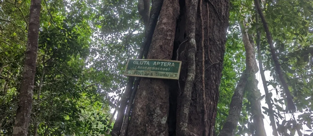 Глута крылатая