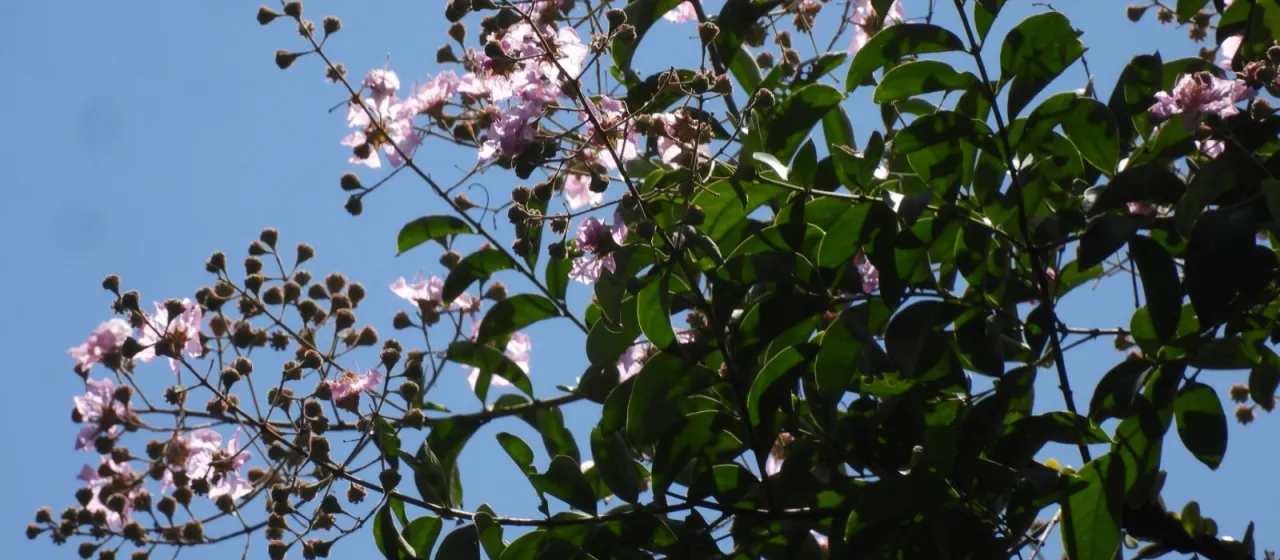 Oval-leaf crape myrtle