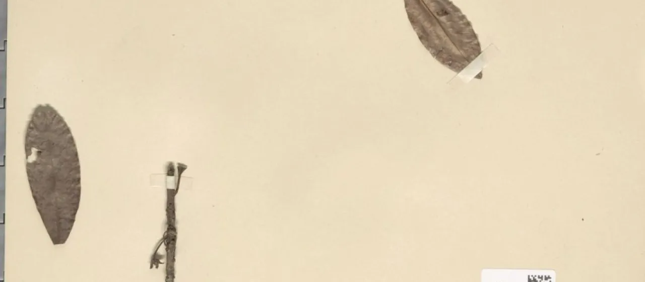 Мадука клиновидная