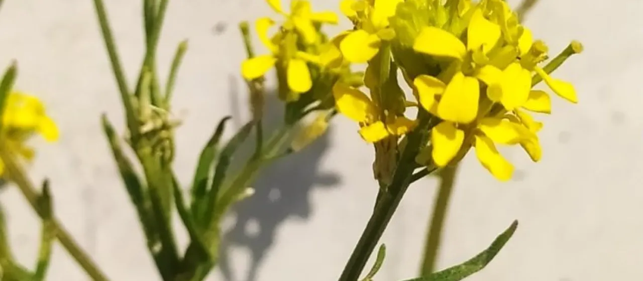 Treacle mustard