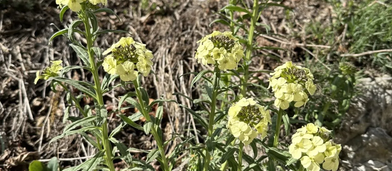 Wittmann's wallflower