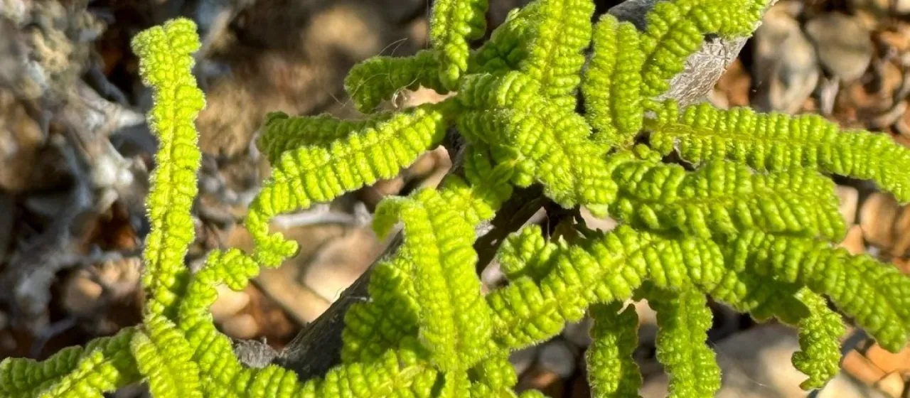 Operculicarya hyphaenoides