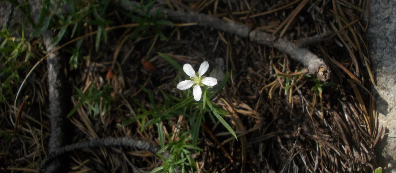 Moehringia pendula