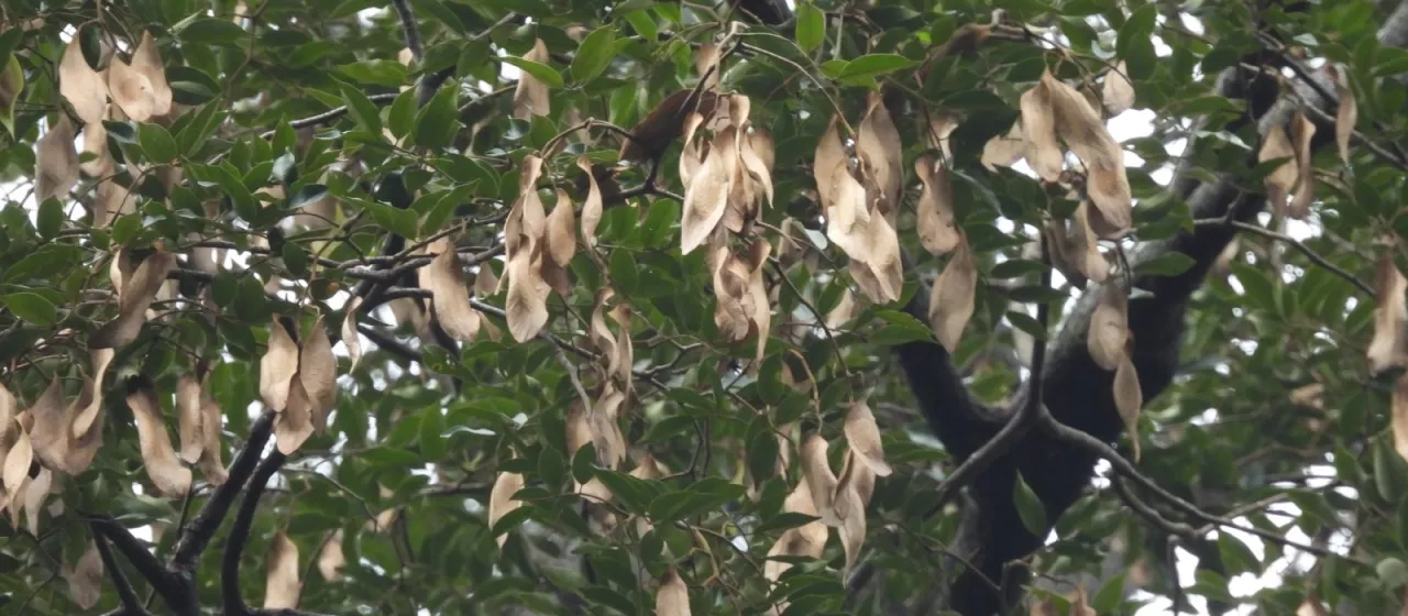 Koompassia malaccensis