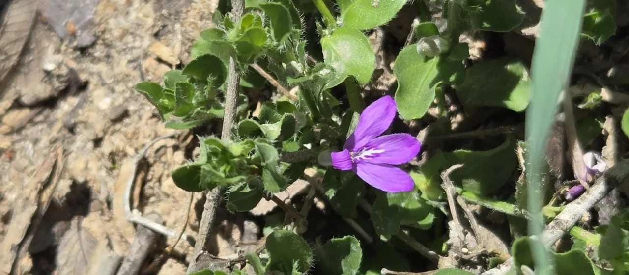 Justicia pilosella