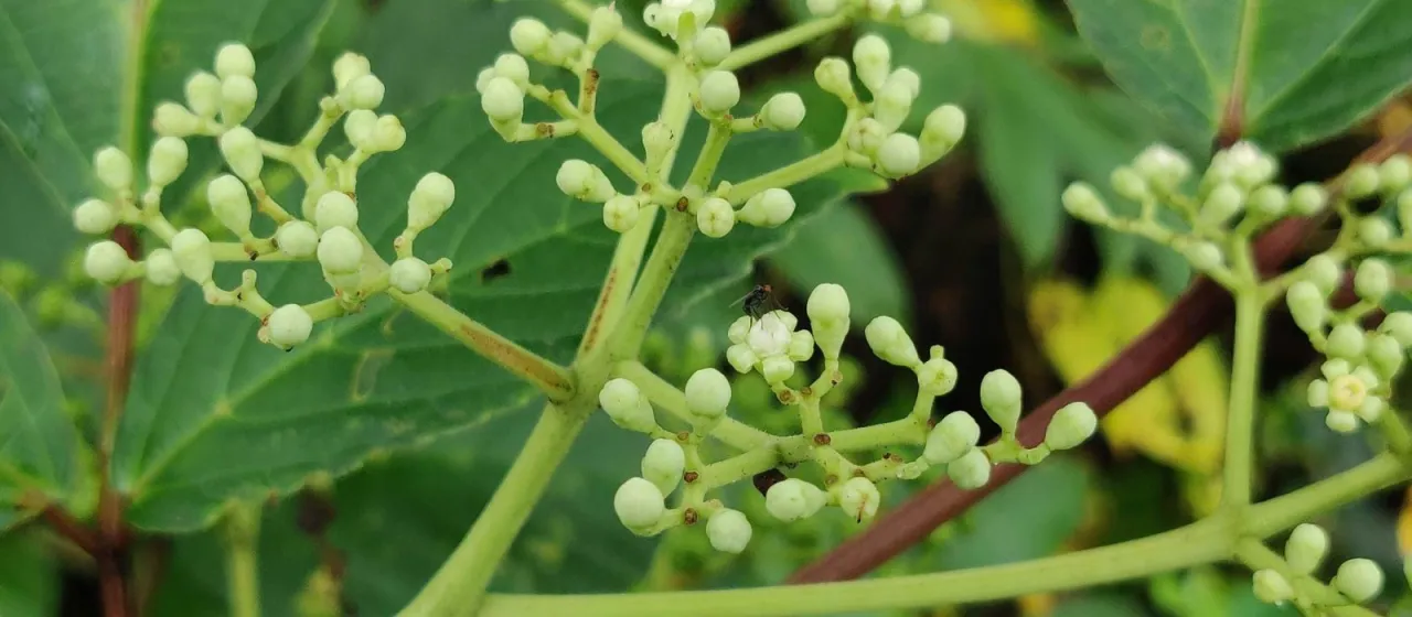 Leea macrophylla
