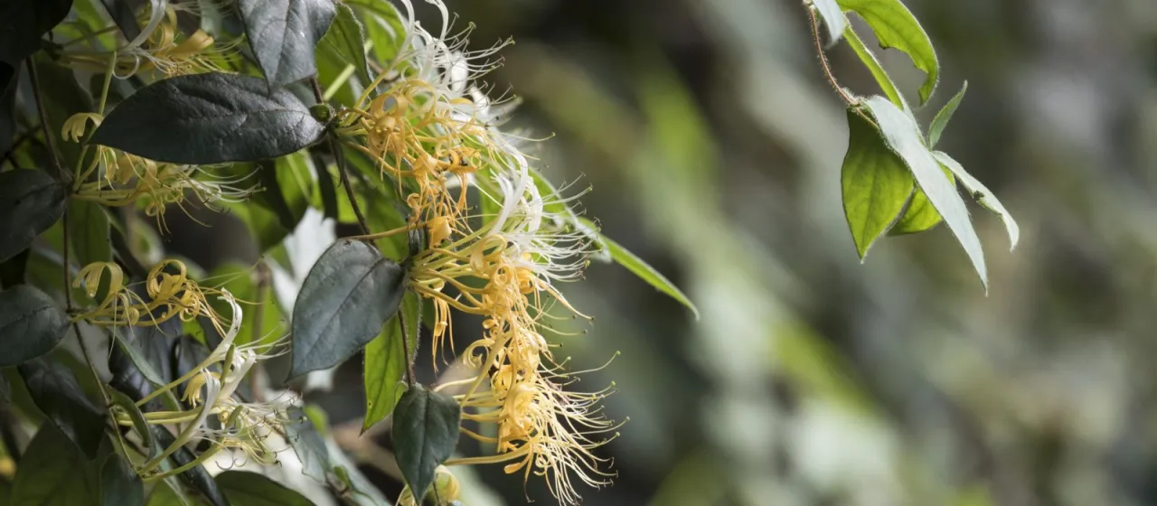 Giant-flowered honeysuckle