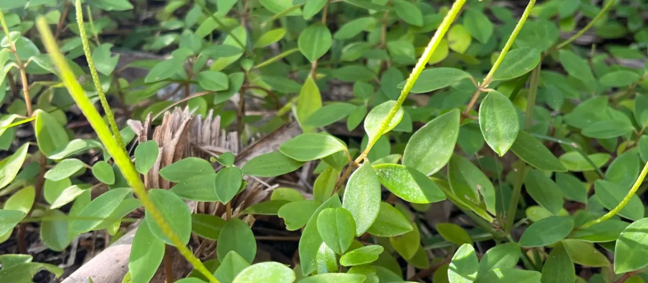 Peperomia humilis