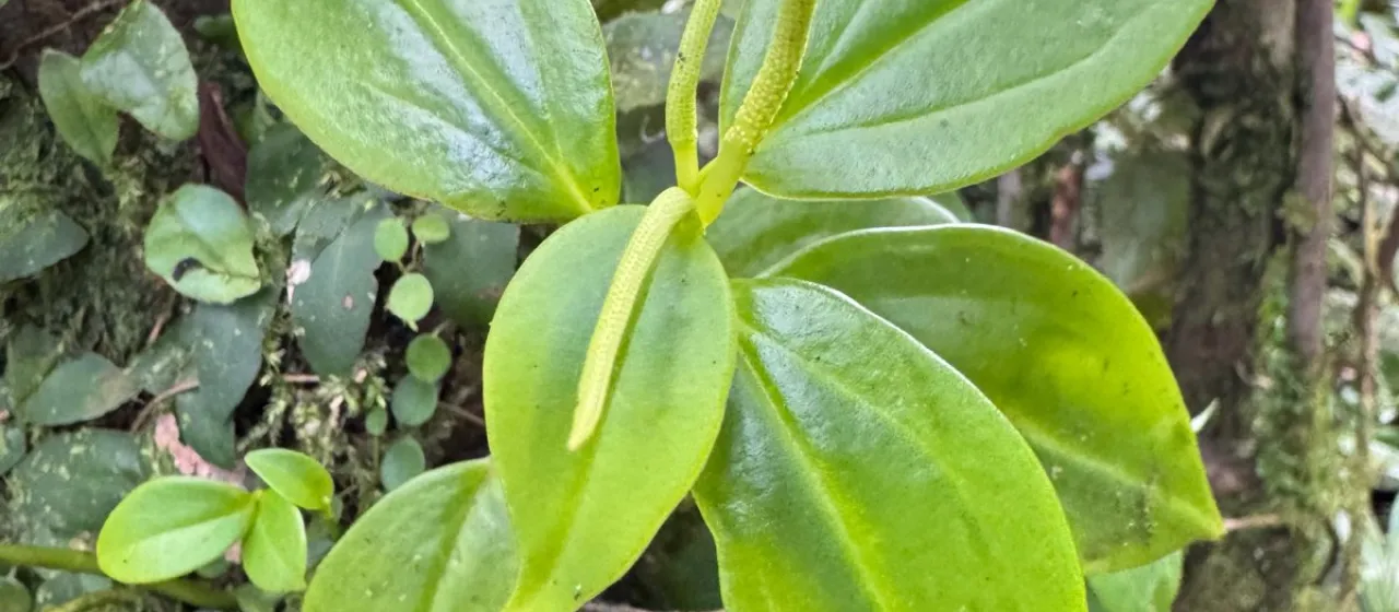 Peperomia nigropunctata