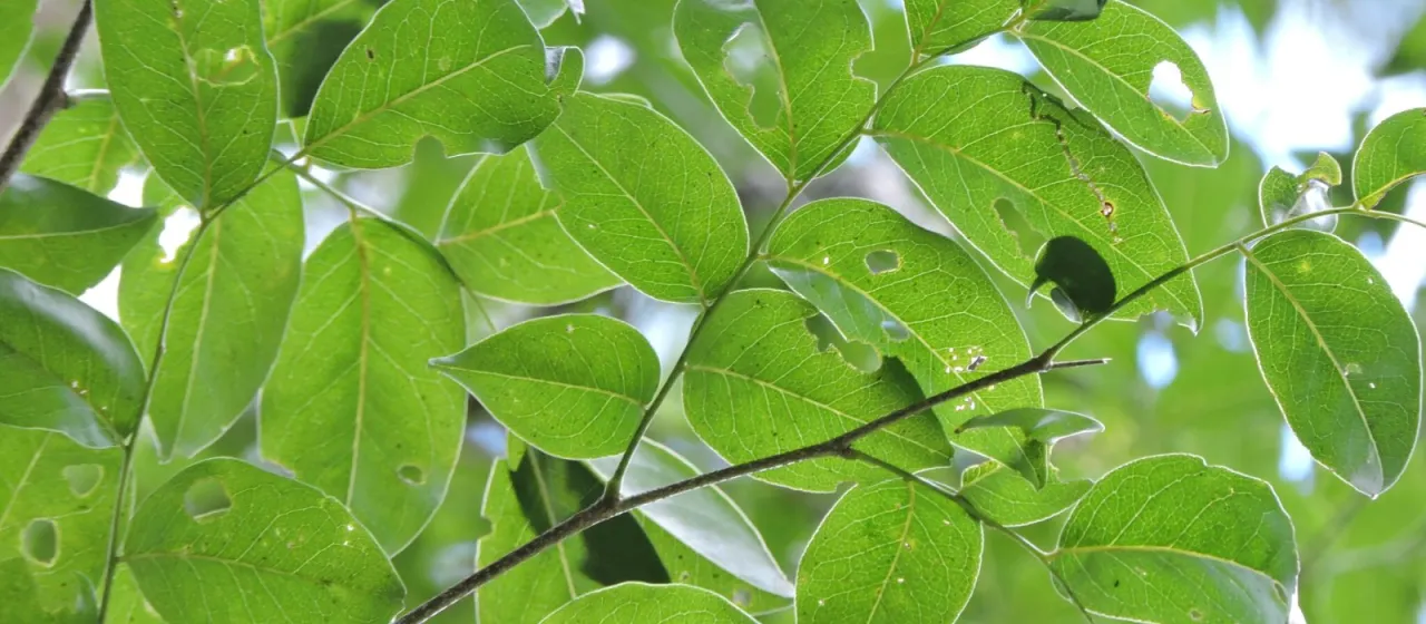 Myrocarpus frondosus