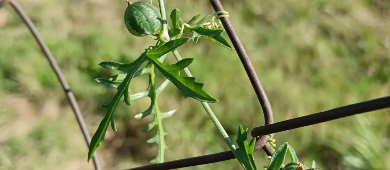 Kedrostis africana