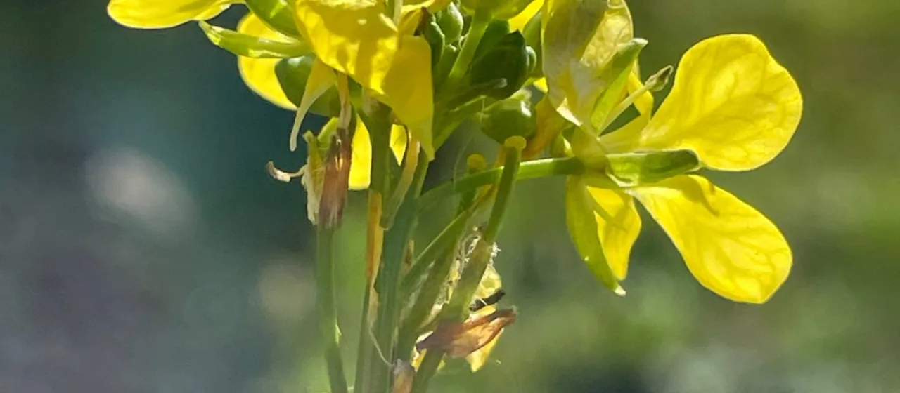 Hoary mustard