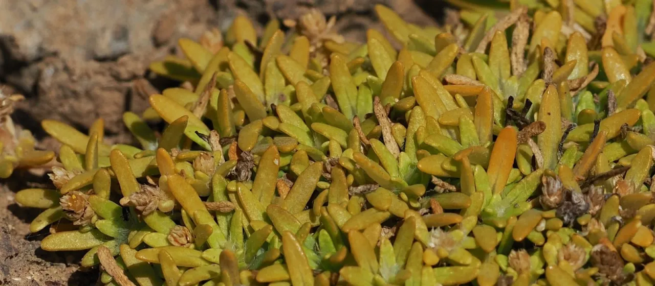 Lithophila muscoides