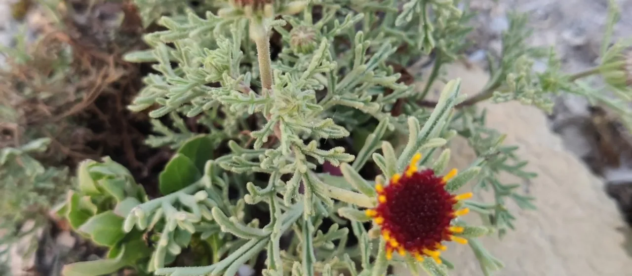 Perralderia coronopifolia