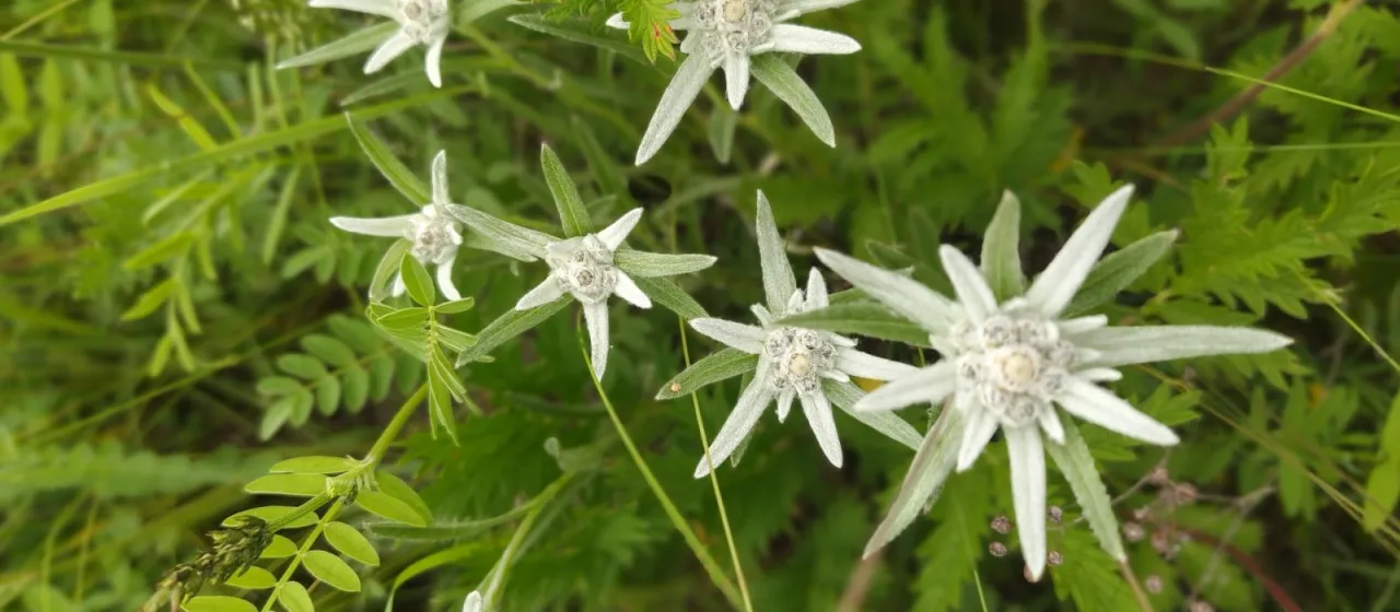 Leontopodium leontopodioides