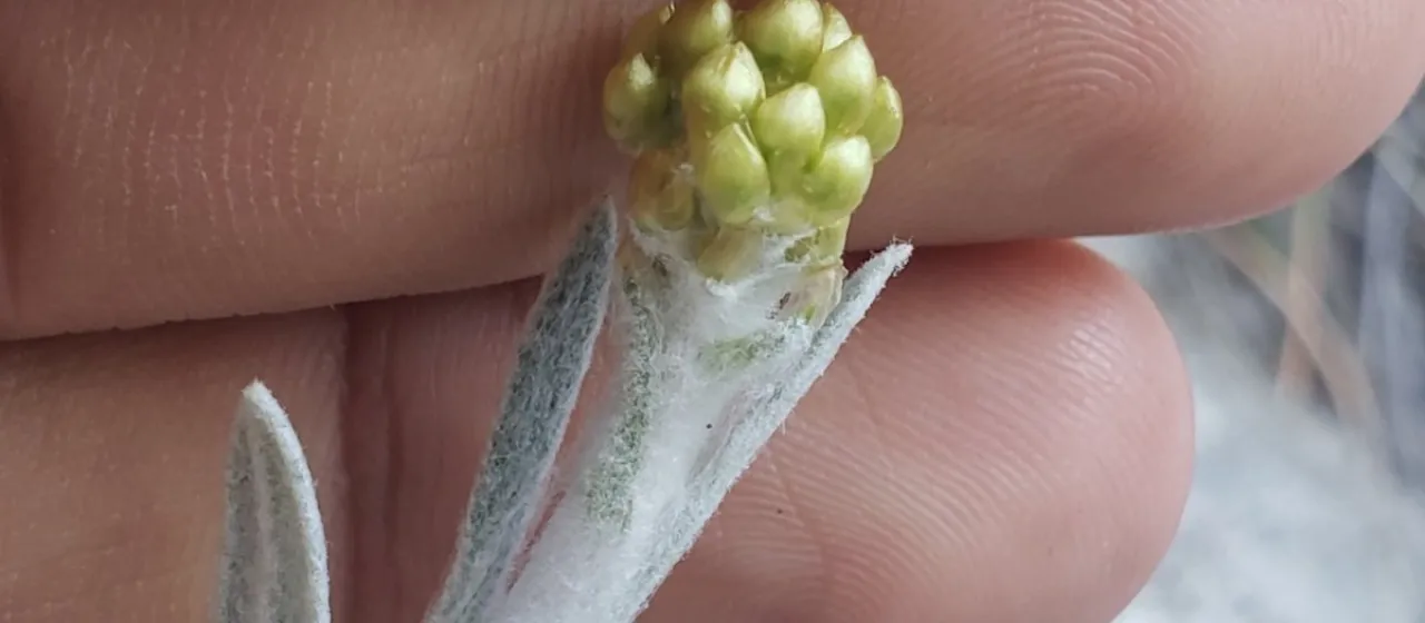 Thick-leaved everlasting