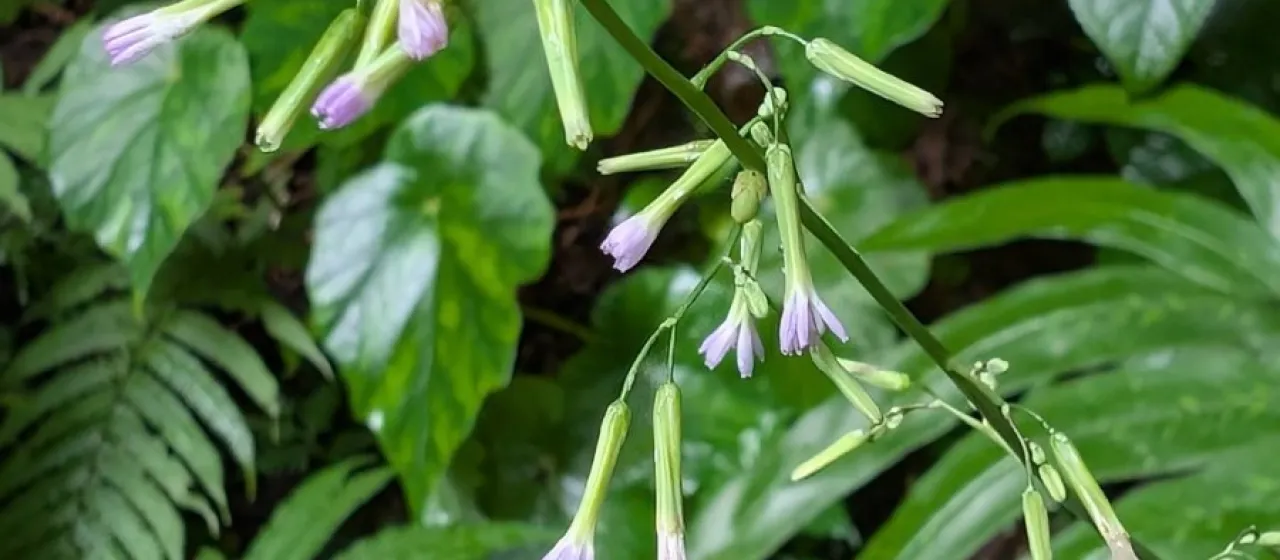 Paraprenanthes sororia