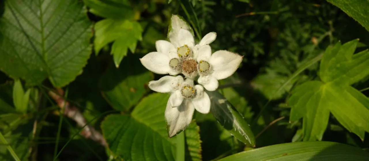 Leontopodium discolor