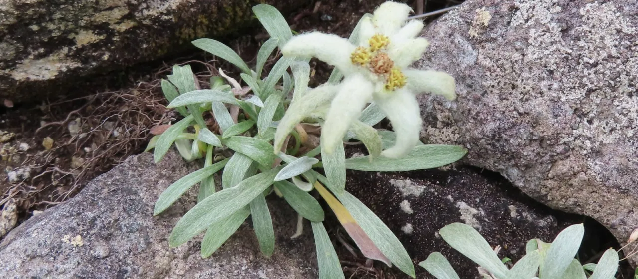 Faurie's Edelweiss