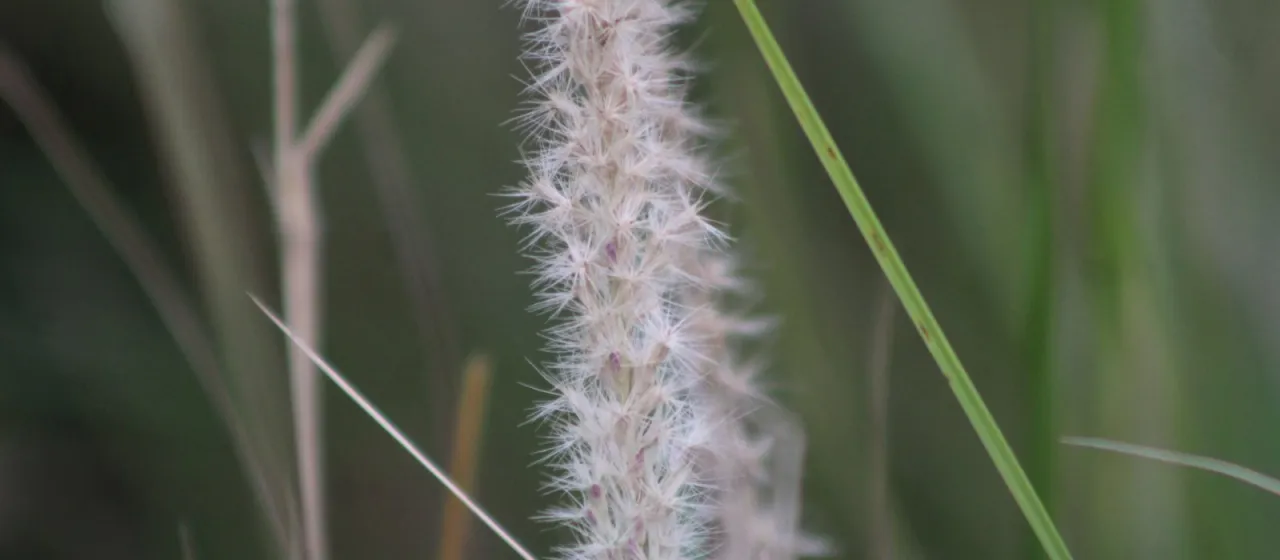 Pappophorum caespitosum