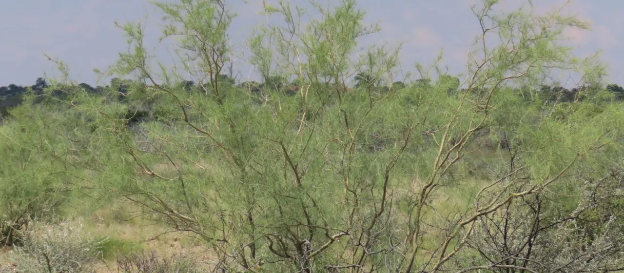 African parkinsonia