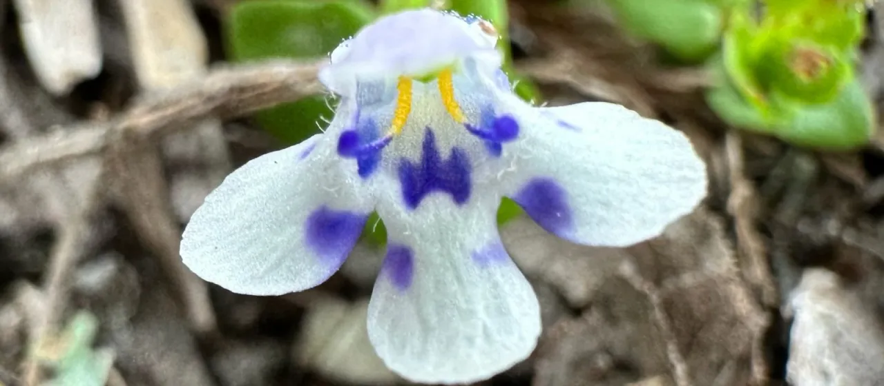 Lindernia microcalyx