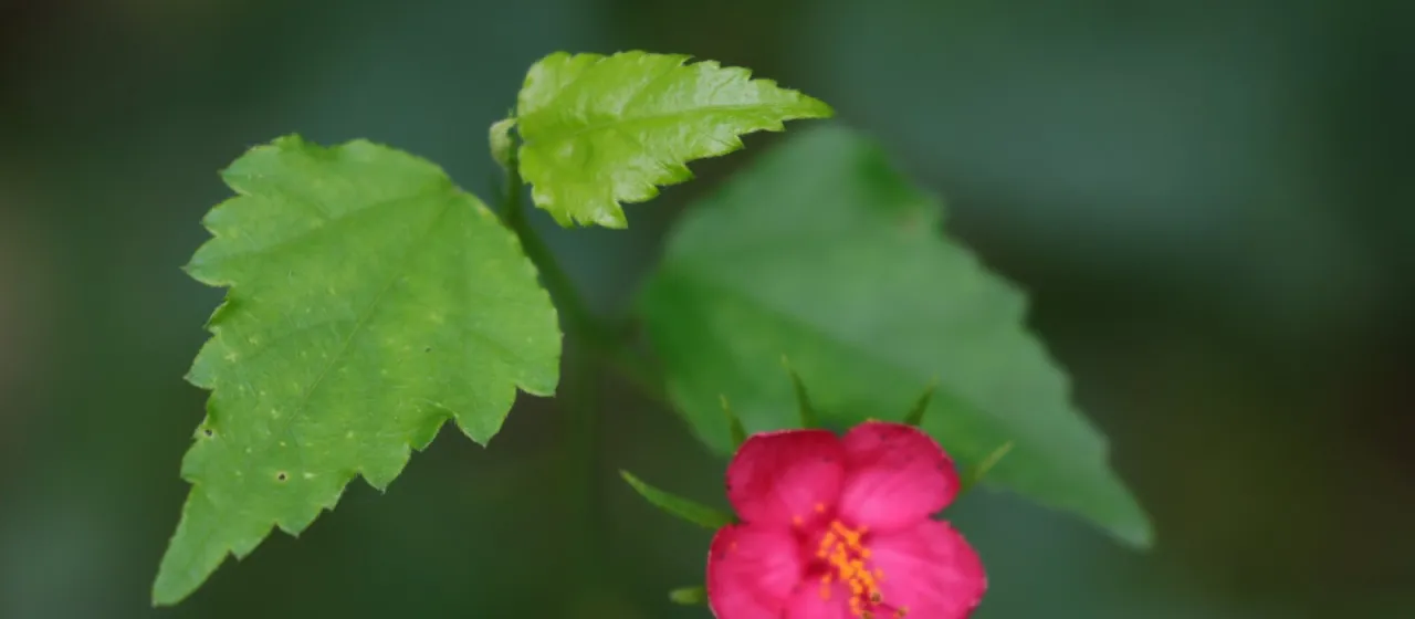Гібіскус фінікієвидний
