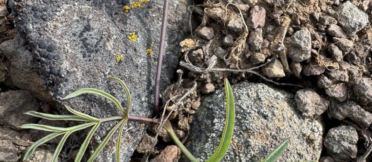 Lomatium lithosolamans