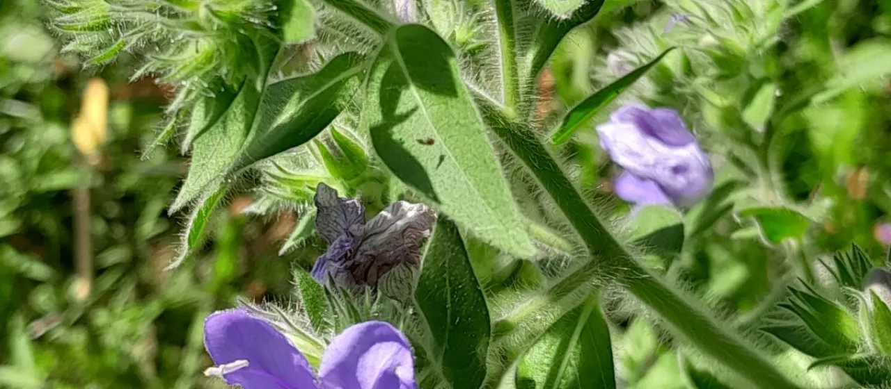 Hydrolea spinosa