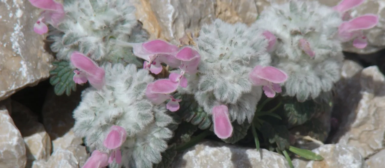 Woolly-headed dead-nettle