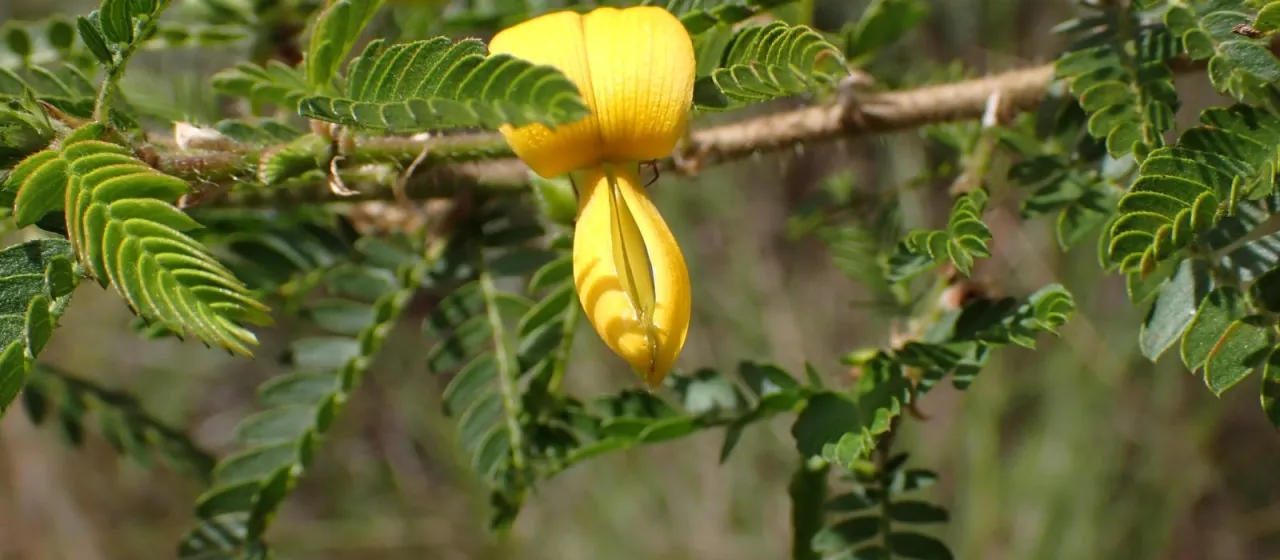 Kotschya africana