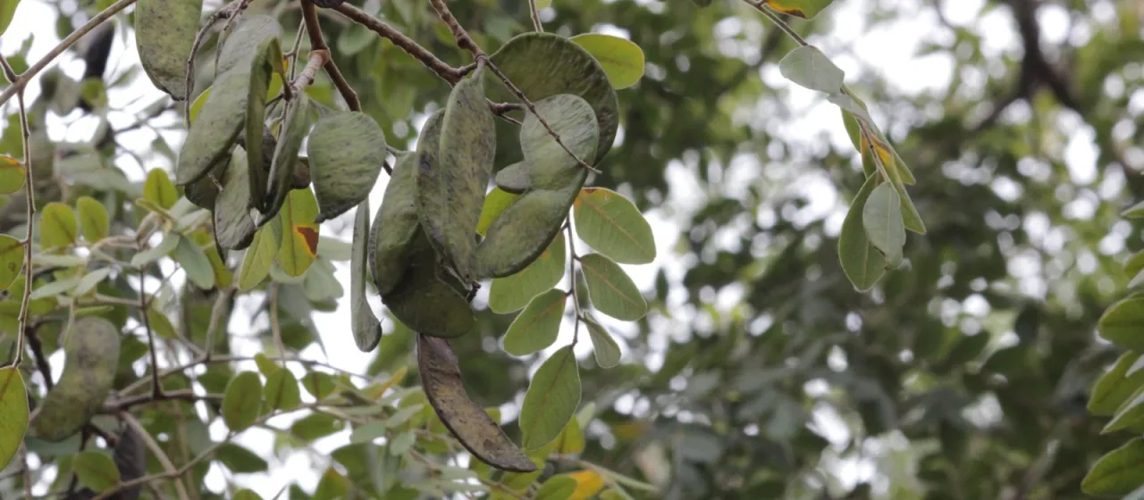 African ordeal tree