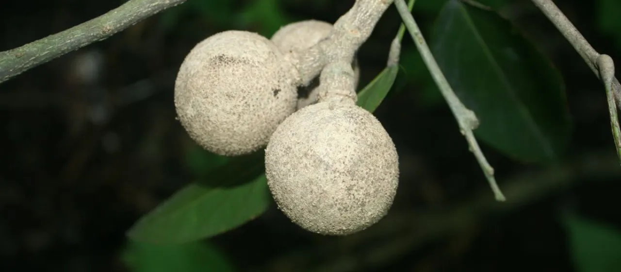 Morisonia americana