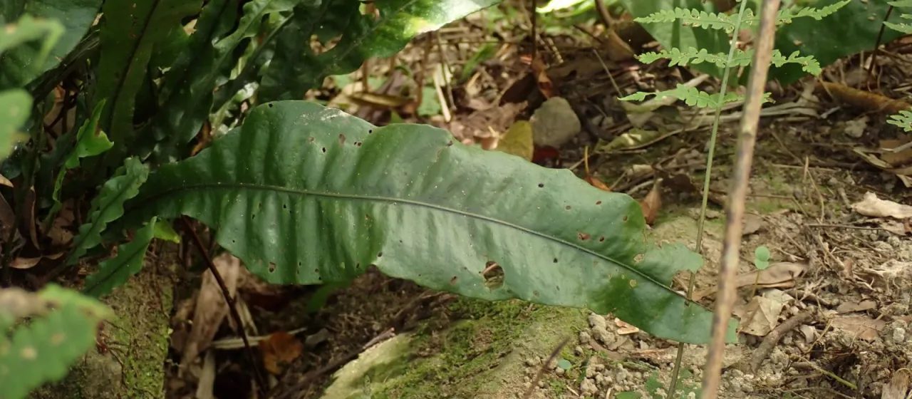 Leptochilus wrightii