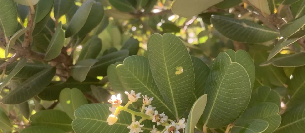 Heeria argentea