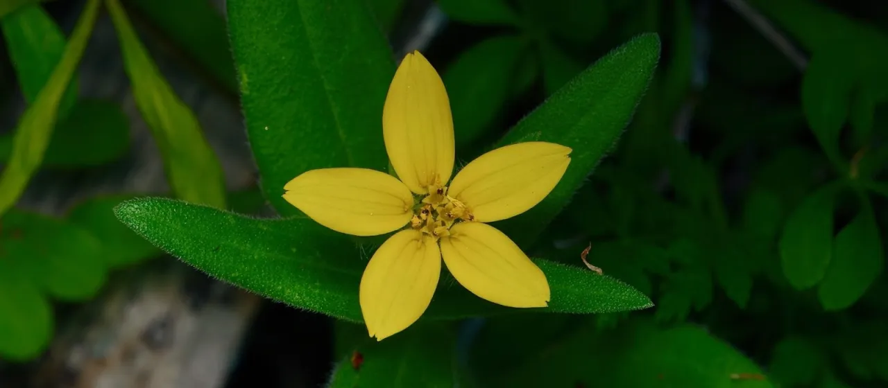 Texas star