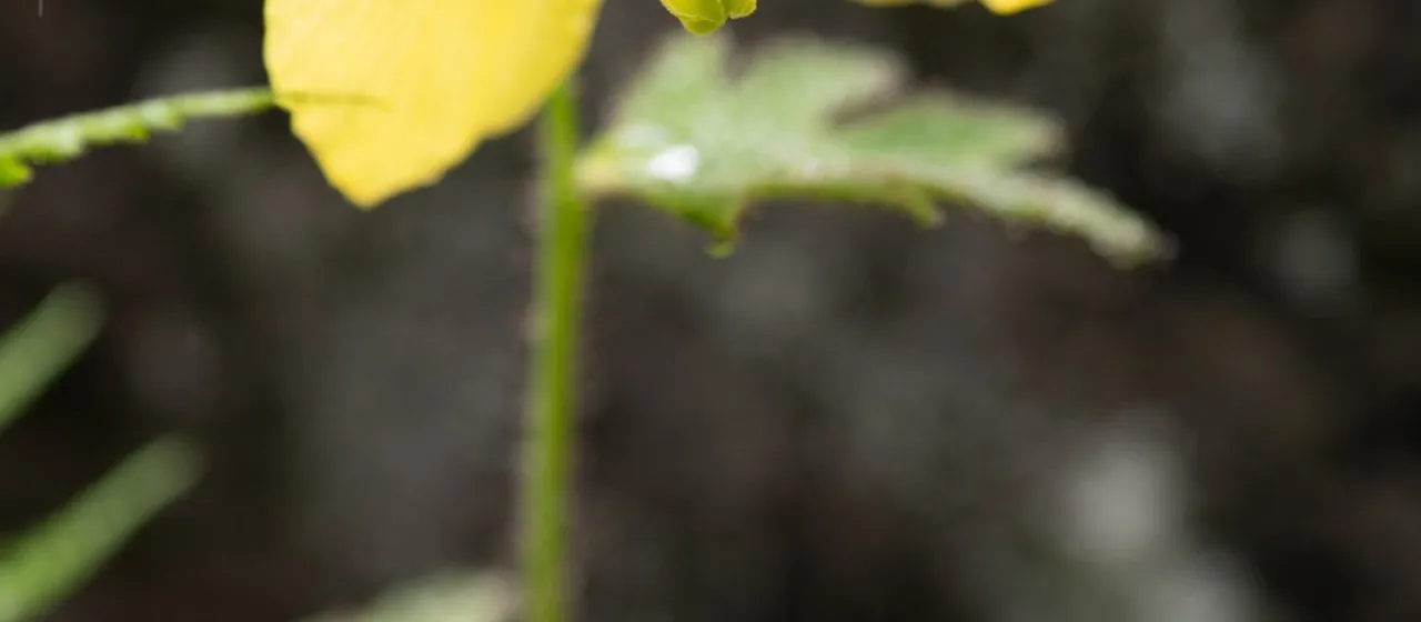 Meconopsis integrifolia