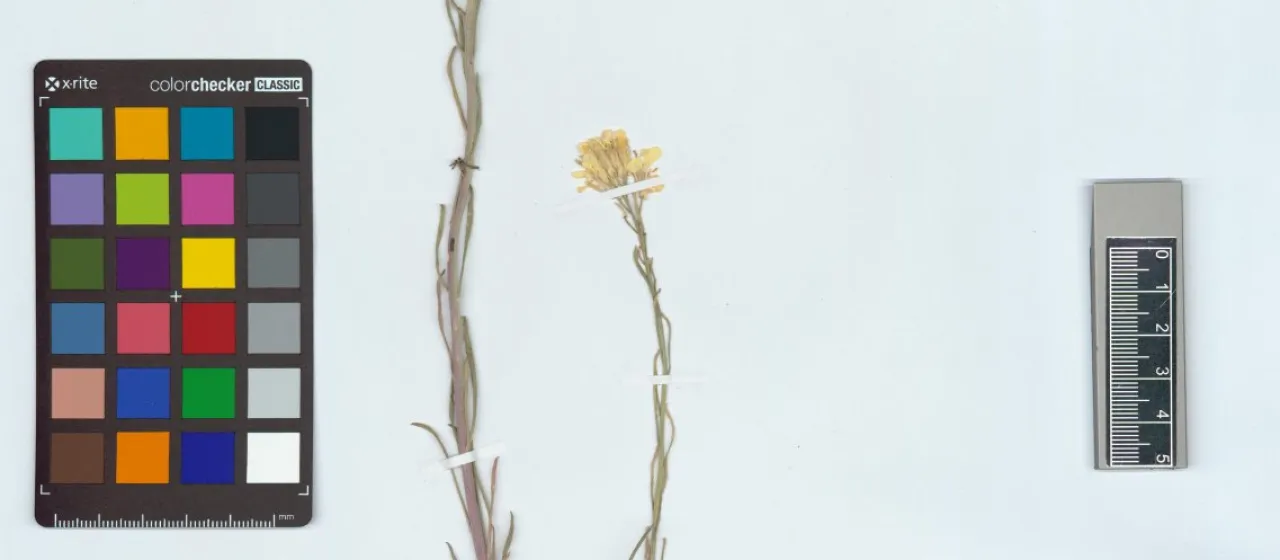Altai wallflower
