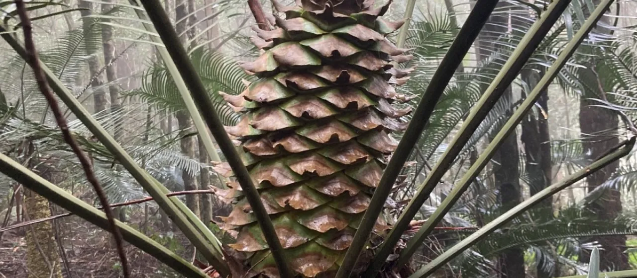 Lepidozamia peroffskyana
