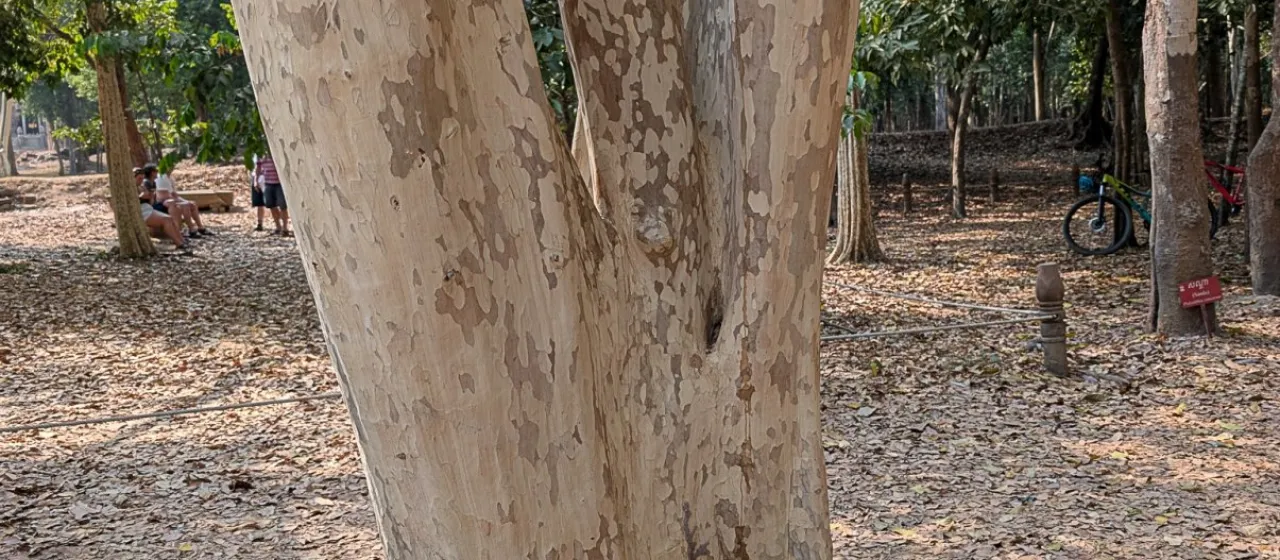 Lagerstroemia calyculata
