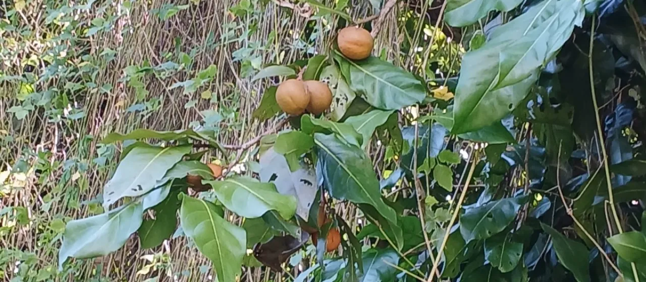 Inocarpus fagifer (Parkinson) Fosberg