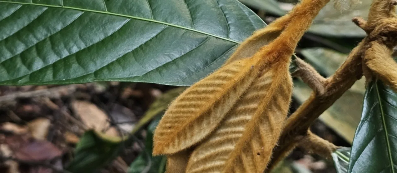 Knema hookeriana