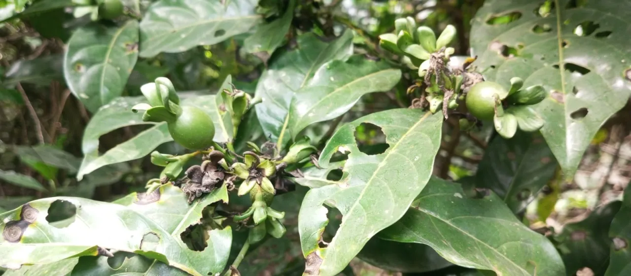 Leptactina arborescens